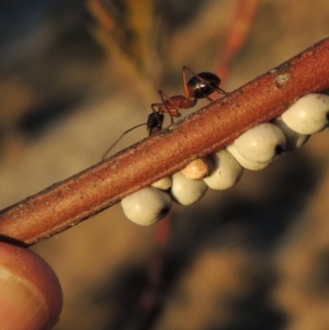 Camponotus nigriceps at Tennent, ACT - 6 Aug 2014 06:19 PM