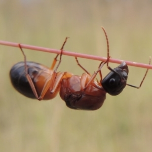 Camponotus consobrinus at Greenway, ACT - 15 Dec 2015