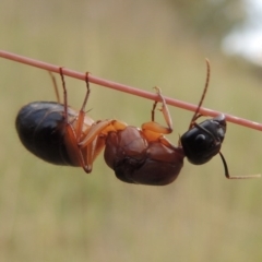 Camponotus consobrinus at Greenway, ACT - 15 Dec 2015 08:04 PM