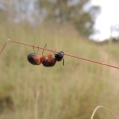 Camponotus consobrinus at Greenway, ACT - 15 Dec 2015 08:04 PM