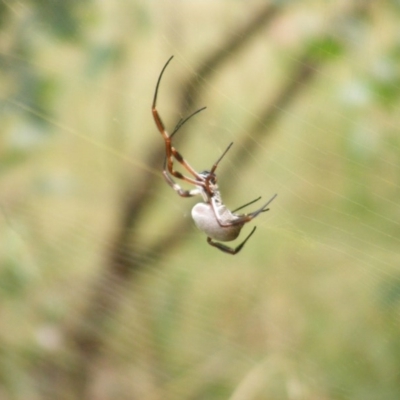 Trichonephila edulis (Golden orb weaver) at Red Hill, ACT - 13 Mar 2011 by MichaelMulvaney