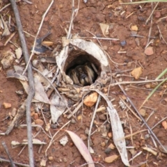 Lycosidae (family) (Unidentified wolf spider) at Deakin, ACT - 24 Oct 2010 by MichaelMulvaney