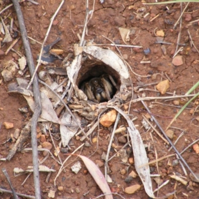 Lycosidae (family) (Wolf spider) at Deakin, ACT - 24 Oct 2010 by MichaelMulvaney