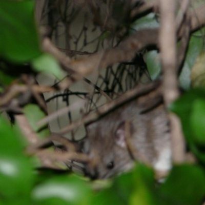 Rattus rattus (Black Rat) at Curtin, ACT - 31 Dec 2015 by MichaelMulvaney