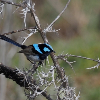 Malurus cyaneus (Superb Fairywren) at Stromlo, ACT - 18 Aug 2016 by KenT