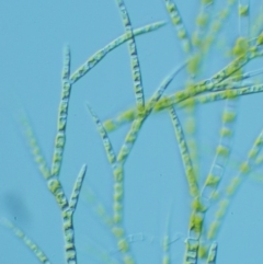 Stigeoclonium sp. (a green algae) at Paddys River, ACT - 1 Sep 2016 by KenT