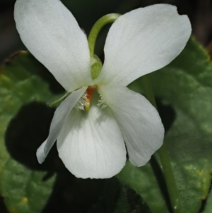 Viola odorata at Paddys River, ACT - 1 Sep 2016