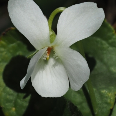 Viola odorata (Sweet Violet, Common Violet) at Paddys River, ACT - 1 Sep 2016 by KenT