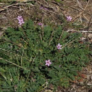 Erodium cicutarium at Paddys River, ACT - 1 Sep 2016