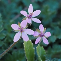 Erodium cicutarium at Paddys River, ACT - 1 Sep 2016 11:06 AM