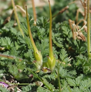 Erodium cicutarium at Paddys River, ACT - 1 Sep 2016 11:06 AM