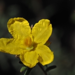 Hibbertia calycina (Lesser Guinea-flower) at Paddys River, ACT - 1 Sep 2016 by KenT