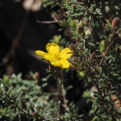 Hibbertia calycina at Paddys River, ACT - 1 Sep 2016 10:19 AM