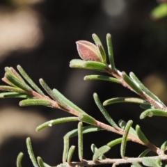 Hibbertia calycina at Paddys River, ACT - 1 Sep 2016 10:19 AM