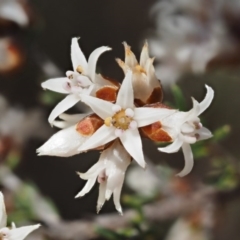 Cryptandra speciosa subsp. speciosa (Silky Cryptandra) at Paddys River, ACT - 1 Sep 2016 by KenT