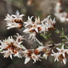 Cryptandra speciosa subsp. speciosa at Paddys River, ACT - 1 Sep 2016