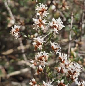 Cryptandra speciosa subsp. speciosa at Paddys River, ACT - 1 Sep 2016 10:09 AM