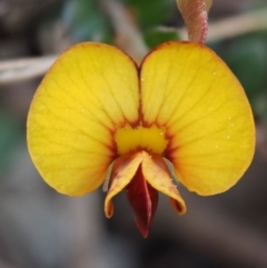 Bossiaea buxifolia (Matted Bossiaea) at Paddys River, ACT - 1 Sep 2016 by KenT