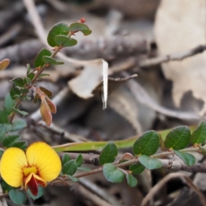 Bossiaea buxifolia at Paddys River, ACT - 1 Sep 2016 12:18 PM