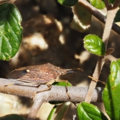 Poecilometis strigatus (Gum Tree Shield Bug) at Paddys River, ACT - 1 Sep 2016 by KenT