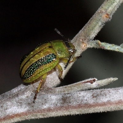 Calomela vittata (Acacia leaf beetle) at O'Connor, ACT - 9 Oct 2015 by PeteWoodall