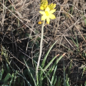 Bulbine sp. at O'Connor, ACT - 10 Oct 2015 08:16 AM