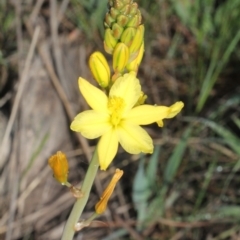 Bulbine sp. at O'Connor, ACT - 10 Oct 2015 08:16 AM