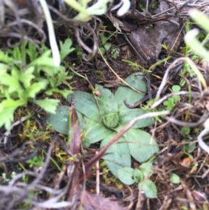 Hymenochilus sp. at Watson, ACT - suppressed