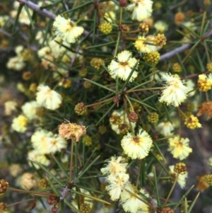 Acacia ulicifolia at Majura, ACT - 3 Sep 2016 04:47 PM