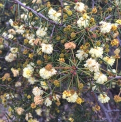 Acacia ulicifolia at Majura, ACT - 3 Sep 2016