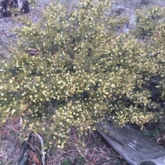 Acacia ulicifolia at Majura, ACT - 3 Sep 2016