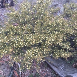 Acacia ulicifolia at Majura, ACT - 3 Sep 2016