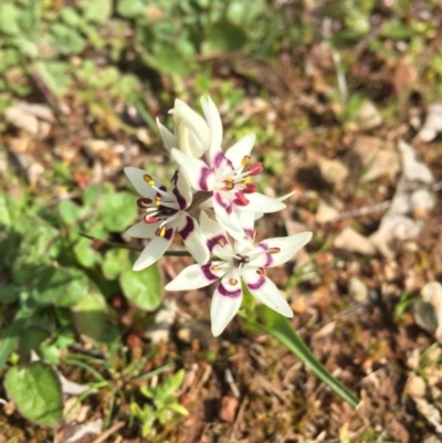 Wurmbea dioica subsp. dioica (Early Nancy) at Majura, ACT - 3 Sep 2016 by AaronClausen