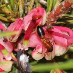 Camponotus consobrinus (Banded sugar ant) at O'Connor, ACT - 10 Oct 2015 by PeteWoodall