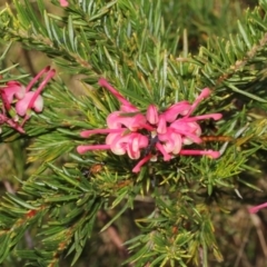 Grevillea juniperina (Grevillea) at O'Connor, ACT - 10 Oct 2015 by PeteWoodall