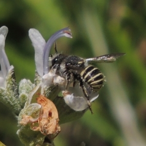 Pseudoanthidium (Immanthidium) repetitum at Conder, ACT - 12 Mar 2015