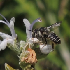 Pseudoanthidium (Immanthidium) repetitum at Conder, ACT - 12 Mar 2015