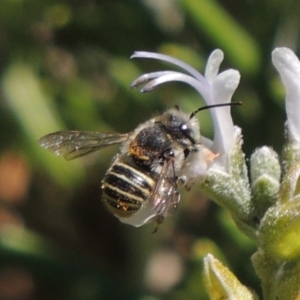 Pseudoanthidium (Immanthidium) repetitum at Conder, ACT - 12 Mar 2015