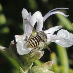 Pseudoanthidium (Immanthidium) repetitum at Conder, ACT - 11 Apr 2015