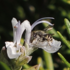 Pseudoanthidium (Immanthidium) repetitum at Conder, ACT - 11 Apr 2015