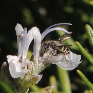 Pseudoanthidium (Immanthidium) repetitum at Conder, ACT - 11 Apr 2015