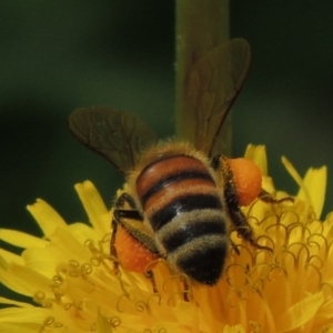 Apis mellifera at Conder, ACT - 1 Feb 2015