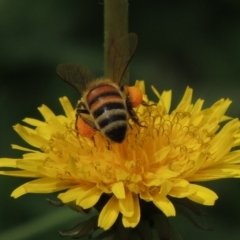 Apis mellifera at Conder, ACT - 1 Feb 2015