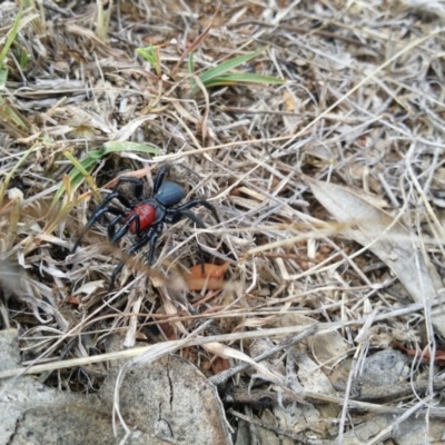 Missulena occatoria (Red-headed Mouse Spider) at Mount Majura - 21 Jan 2015 by AntH736