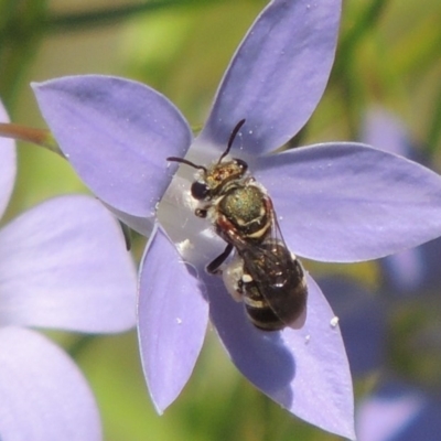 Lipotriches (Austronomia) phanerura (Halictid Bee) at Conder, ACT - 5 Feb 2015 by MichaelBedingfield