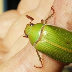 Xylonichus sp. (genus) (Green cockchafer beetle) at Tura Beach, NSW - 4 Jan 2016 by mstevenson