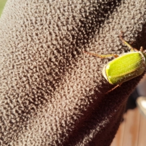 Xylonichus sp. (genus) at Tura Beach, NSW - 4 Jan 2016 09:06 AM