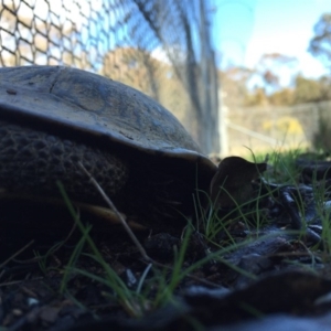 Chelodina longicollis at Gungahlin, ACT - 4 Sep 2016