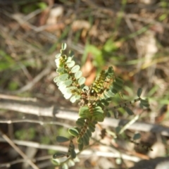 Indigofera adesmiifolia (Tick Indigo) at Deakin, ACT - 4 Sep 2016 by MichaelMulvaney