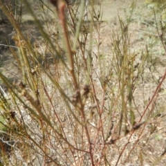 Indigofera adesmiifolia at Deakin, ACT - 4 Sep 2016 10:53 AM